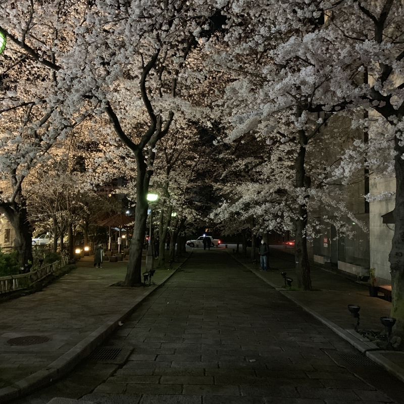 京都 祇園 夜桜のライトアップ 京都店 和風館ichi